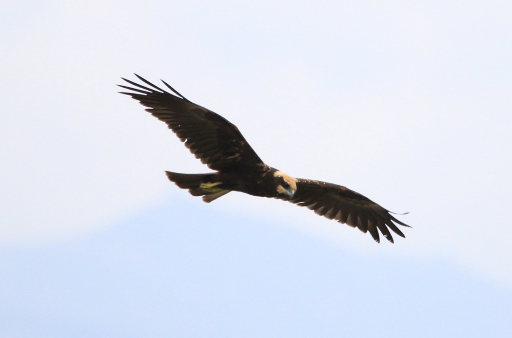 Western Marsh Harrier
