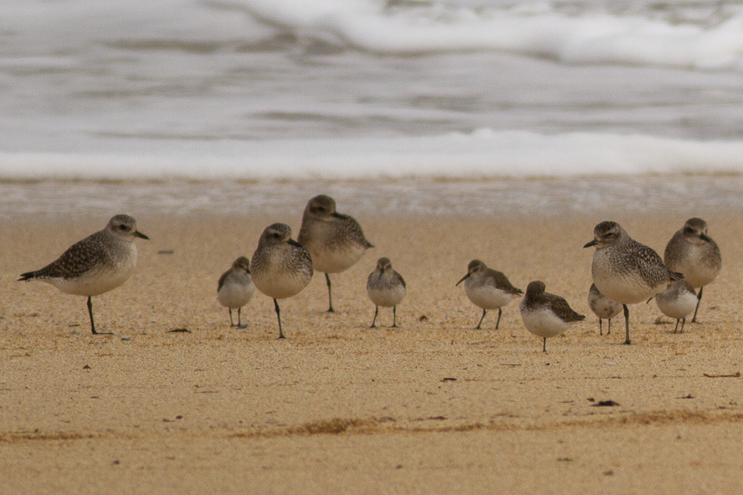 Dunlin