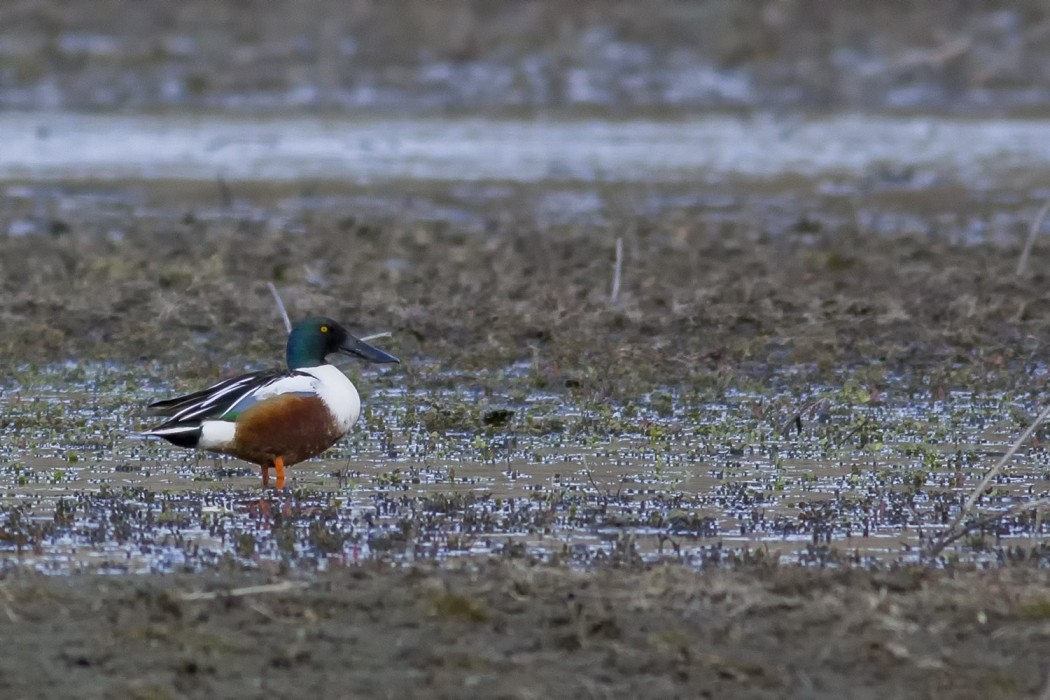 Northern Shoveler