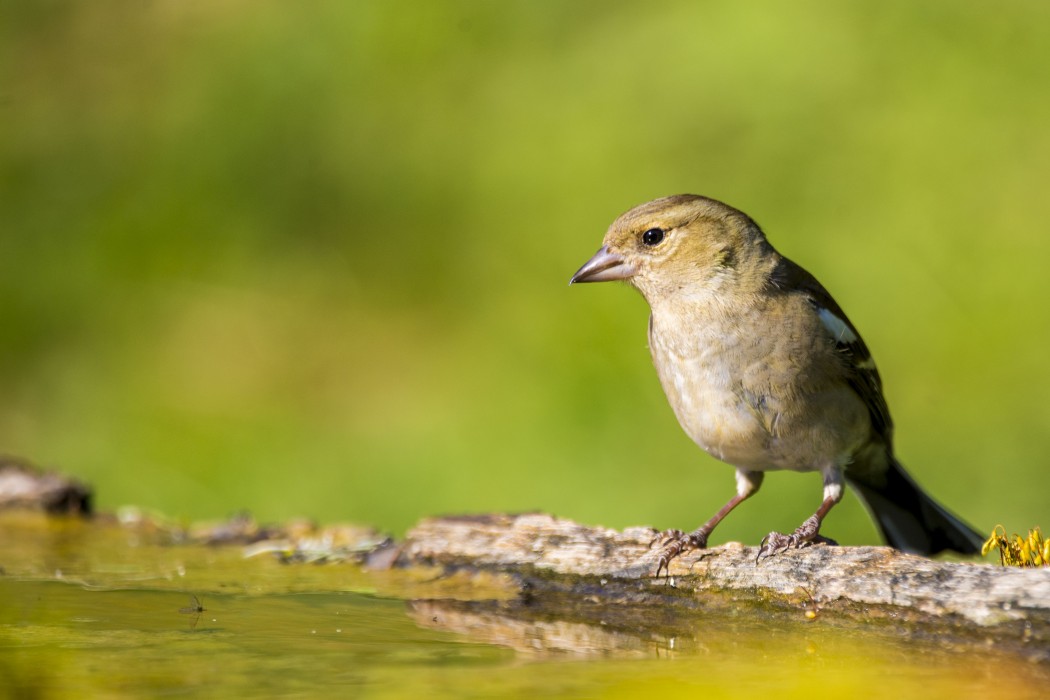 Eurasian Chaffinch