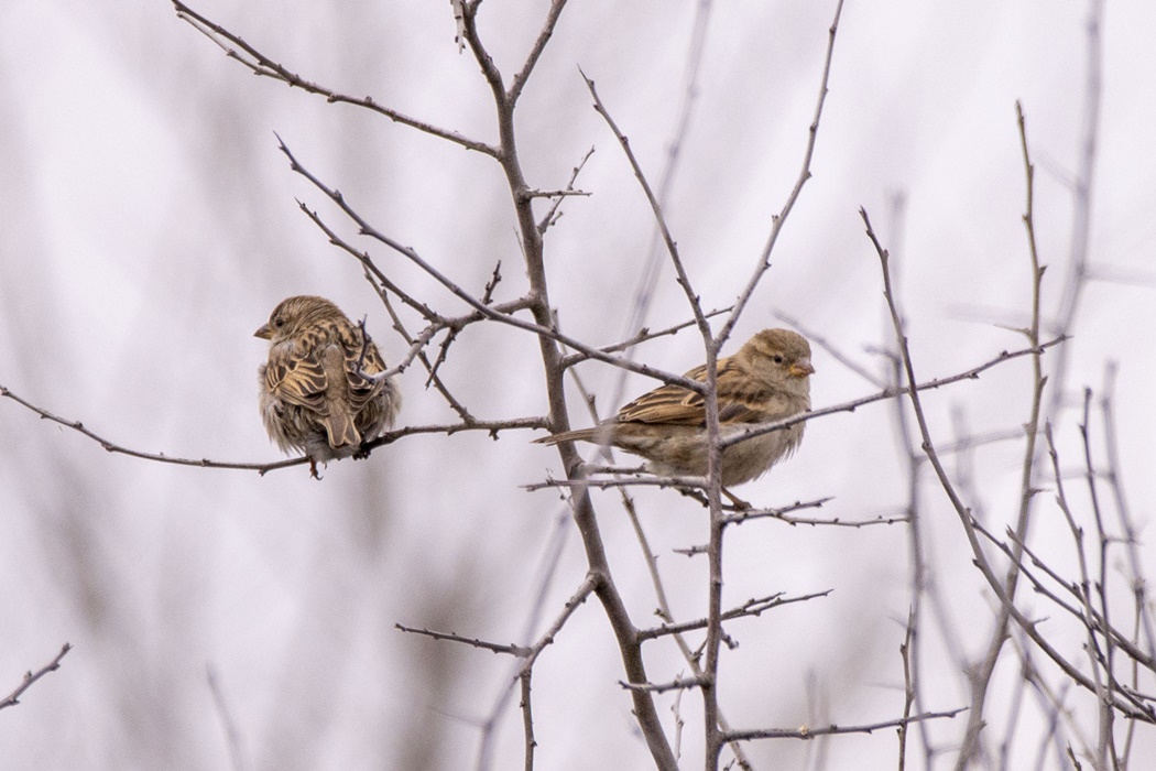 House Sparrow