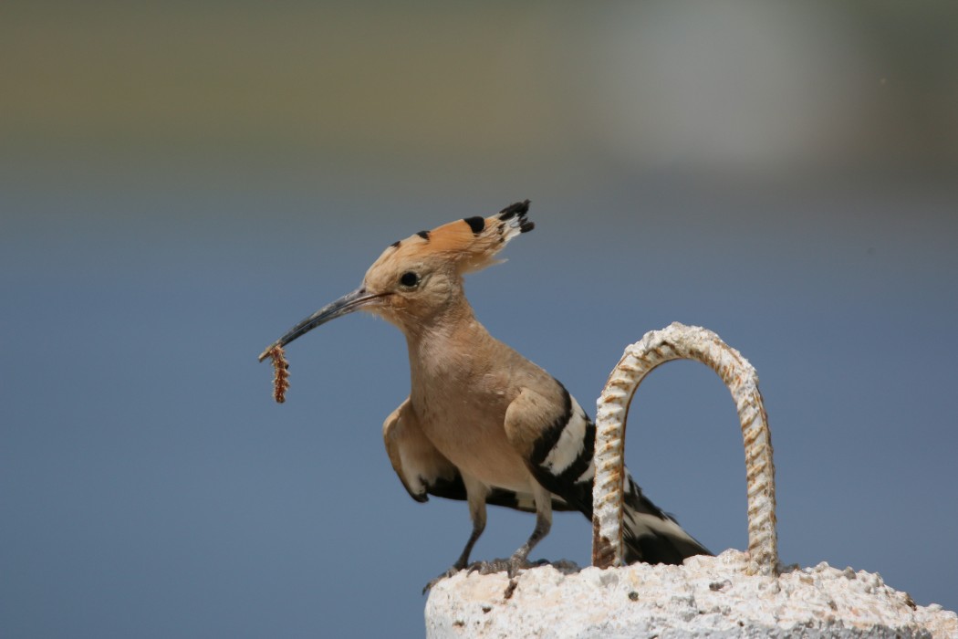 Common Hoopoe