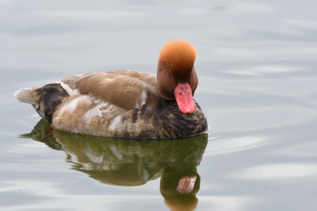 Red-crested Pochard