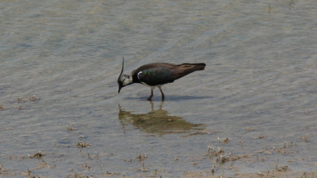 Northern Lapwing
