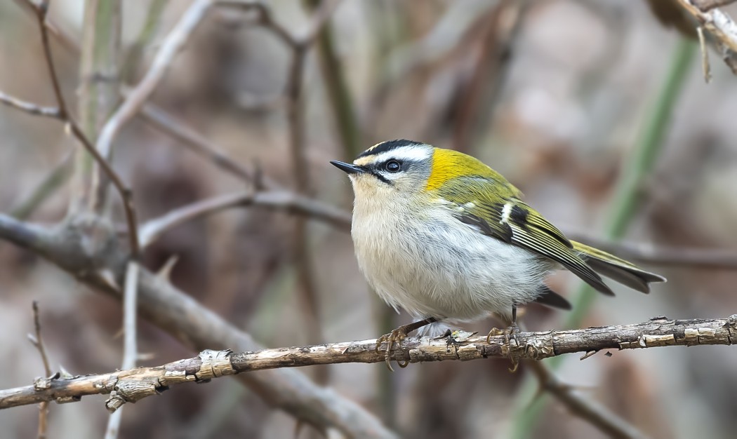 Common Firecrest