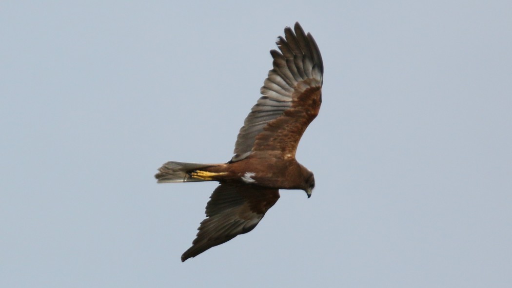 Western Marsh Harrier