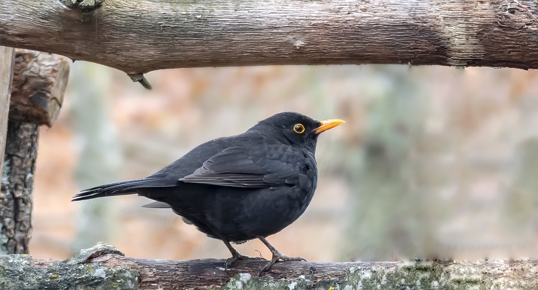 Common Blackbird