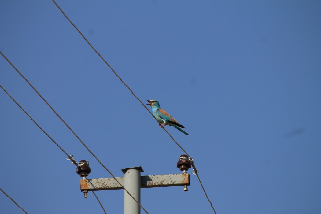 European Roller