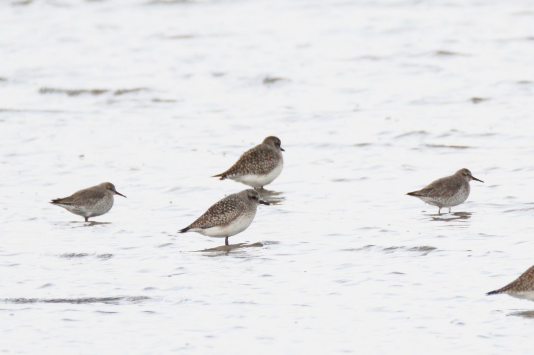 Red Knot