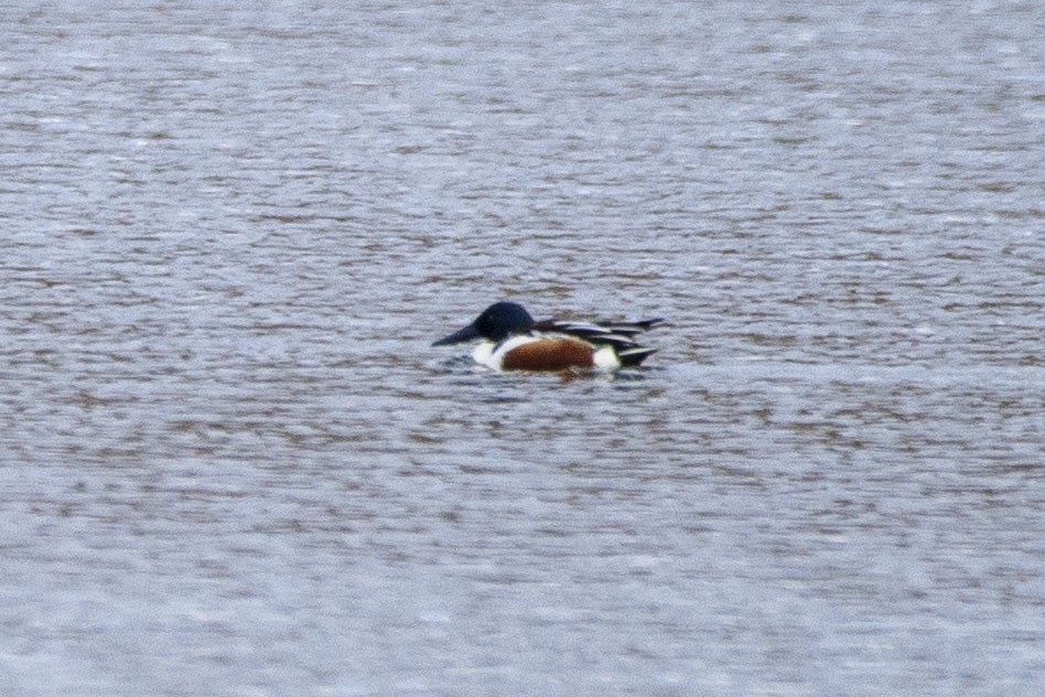 Northern Shoveler