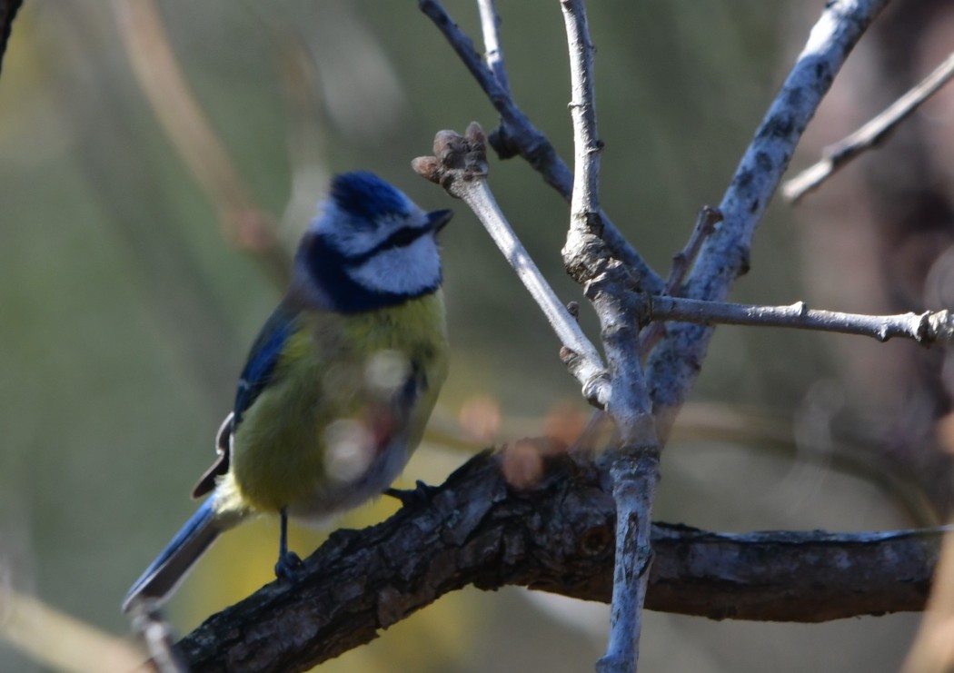Eurasian Blue Tit