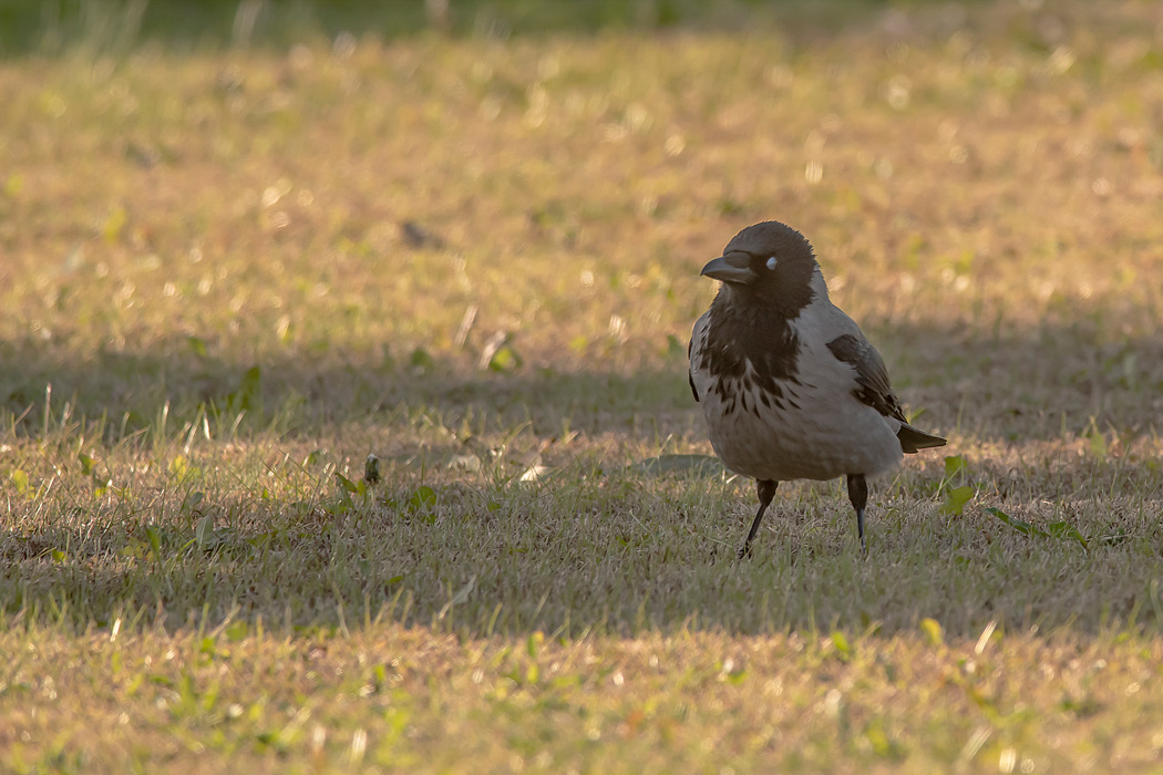 Hooded Crow