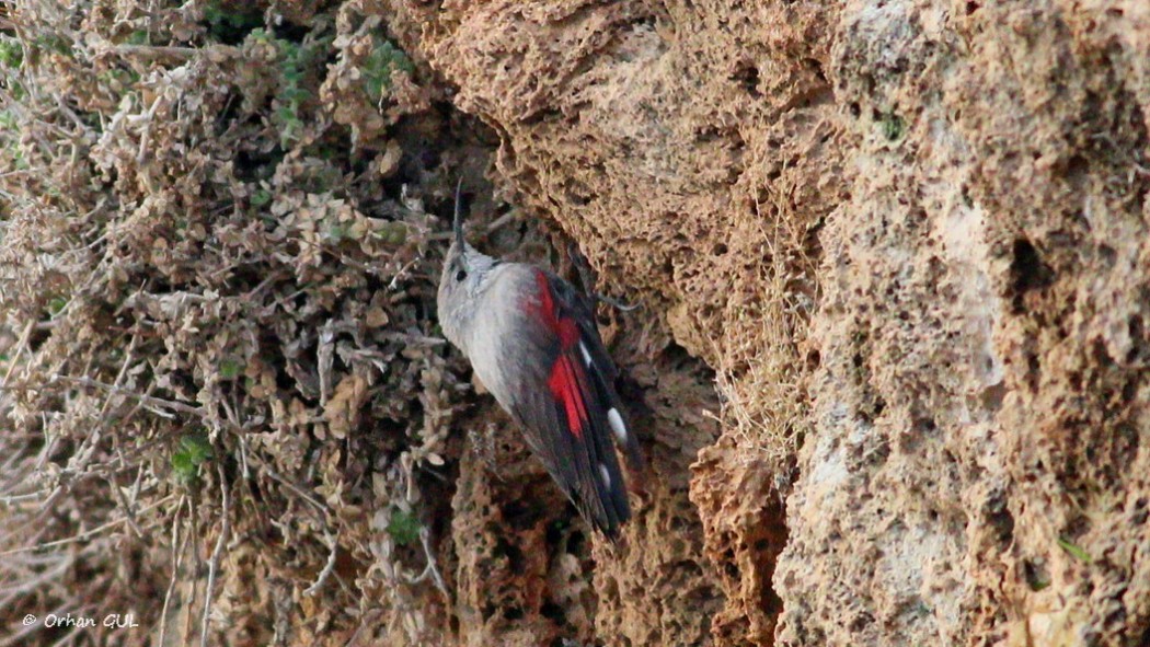 Wallcreeper