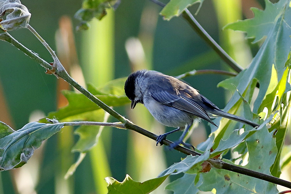 Sombre Tit
