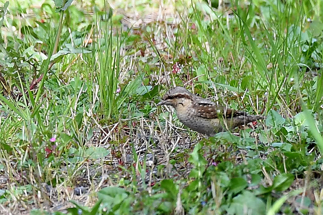 Eurasian Wryneck