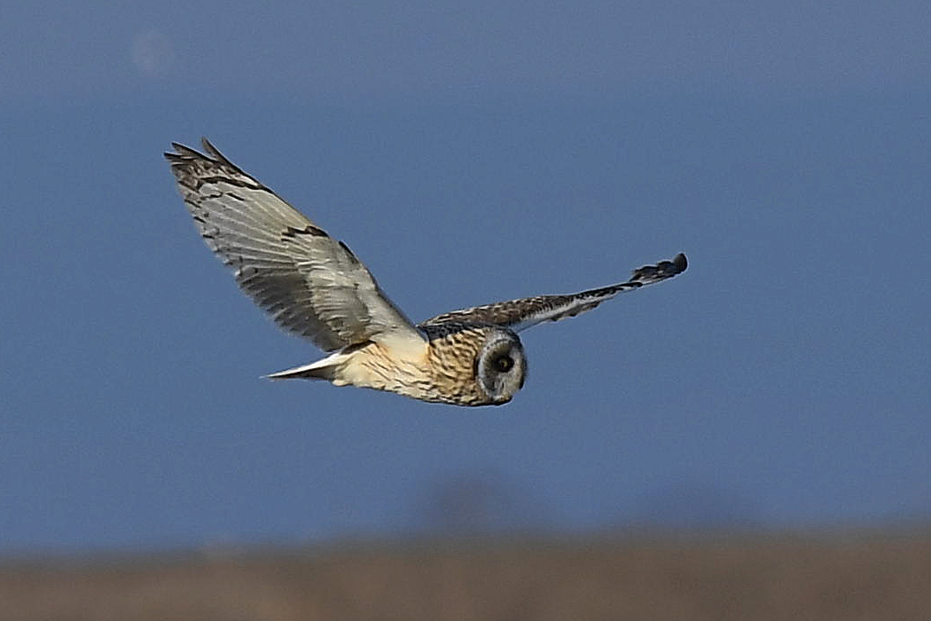 Short-eared Owl