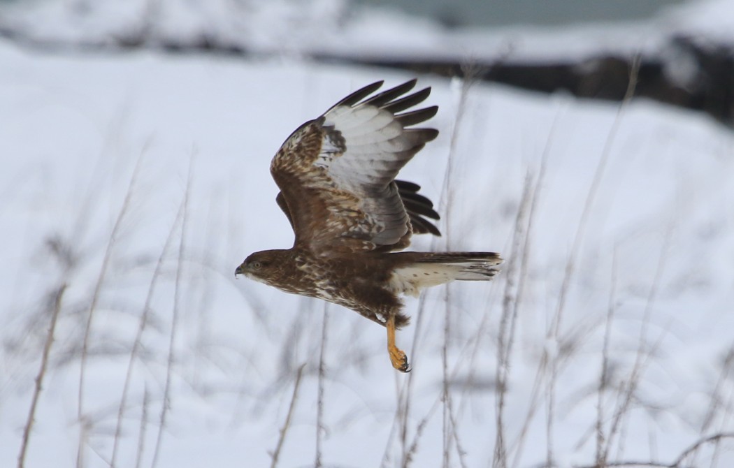 Common Buzzard