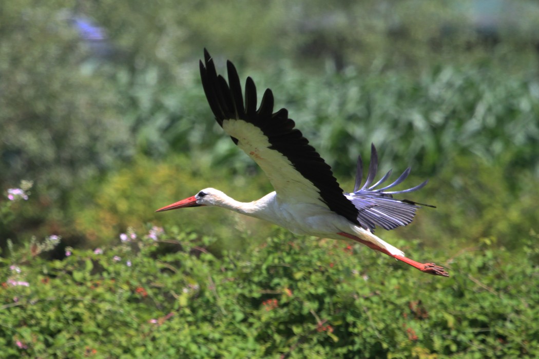White Stork