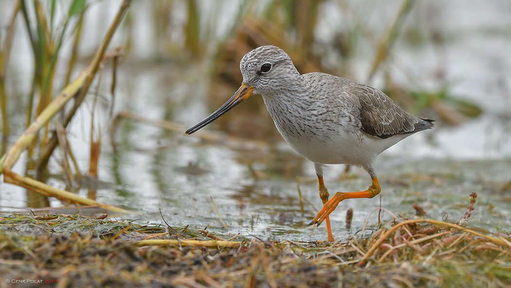 Terek Sandpiper