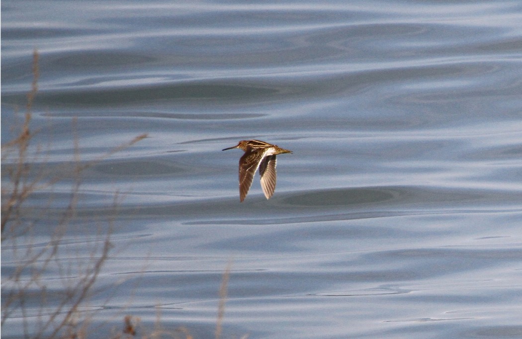 Common Snipe