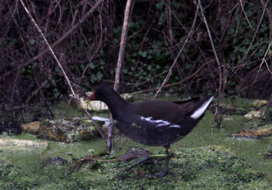Common Moorhen