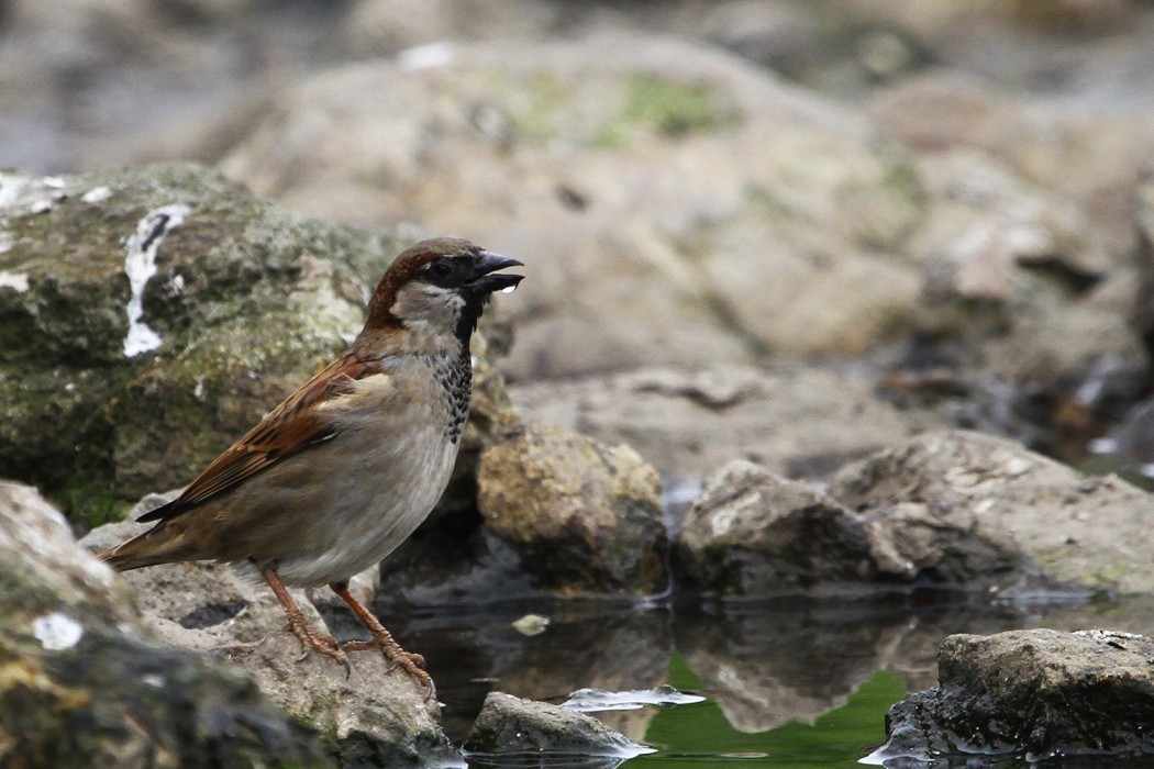 House Sparrow