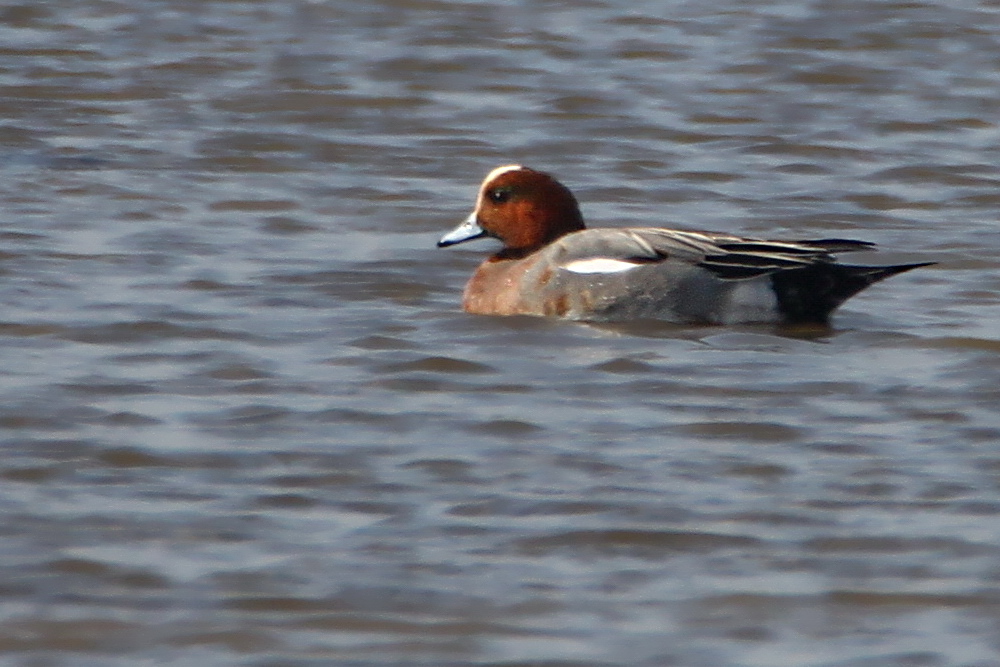 Eurasian Wigeon
