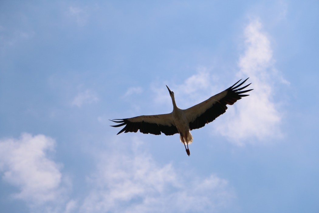 White Stork