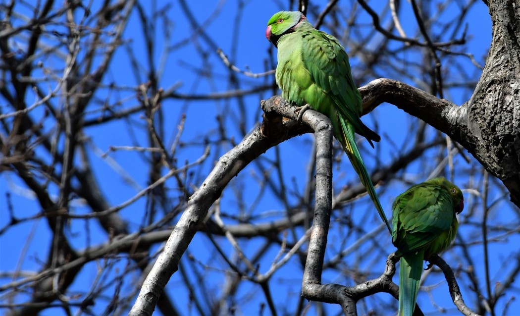 Rose-ringed Parakeet