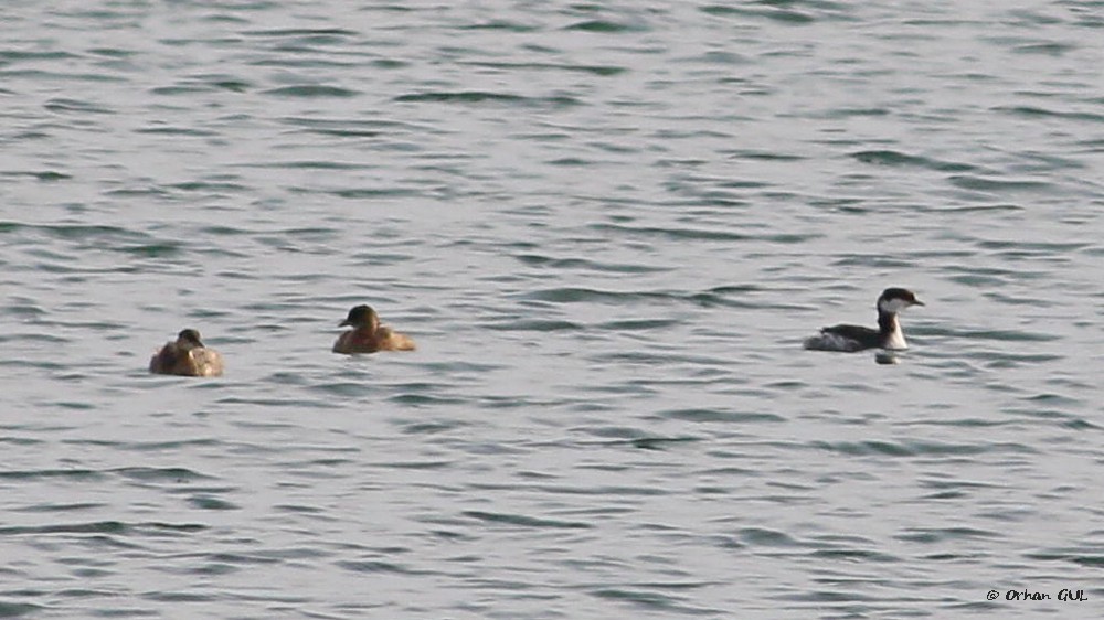 Horned Grebe
