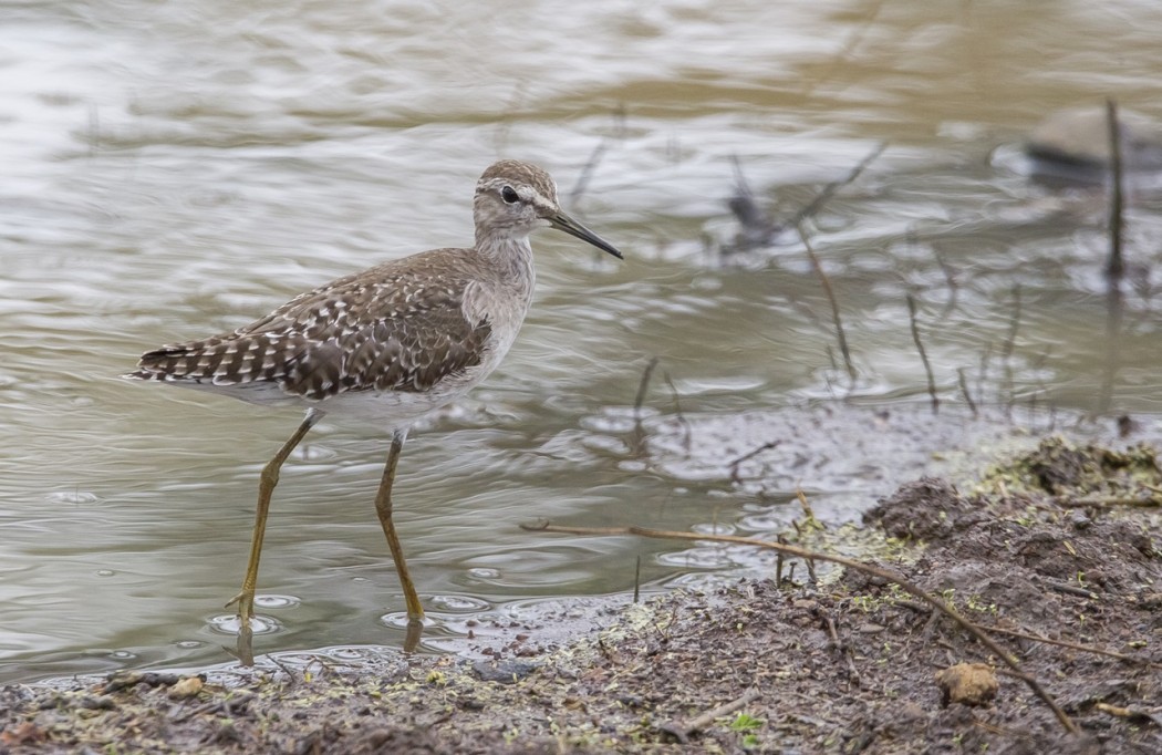 Wood Sandpiper