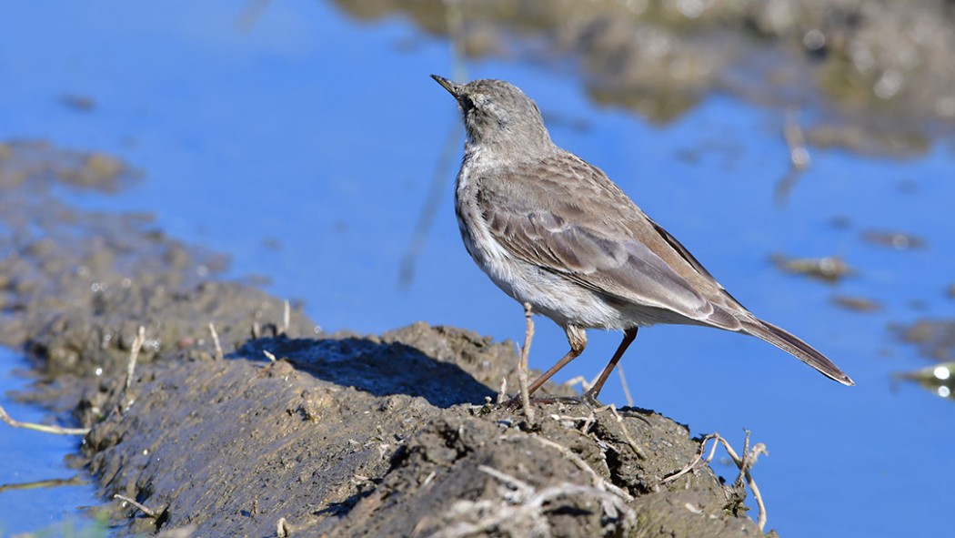 Water Pipit