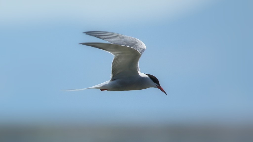 Common Tern