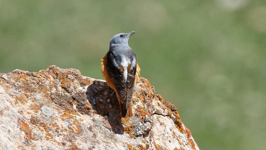 Common Rock Thrush