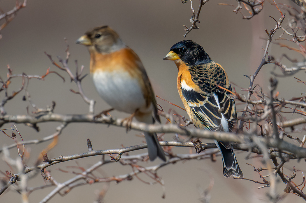 Brambling