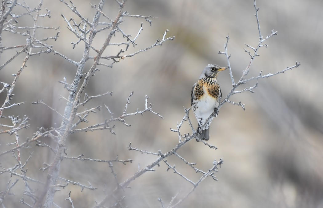 Fieldfare