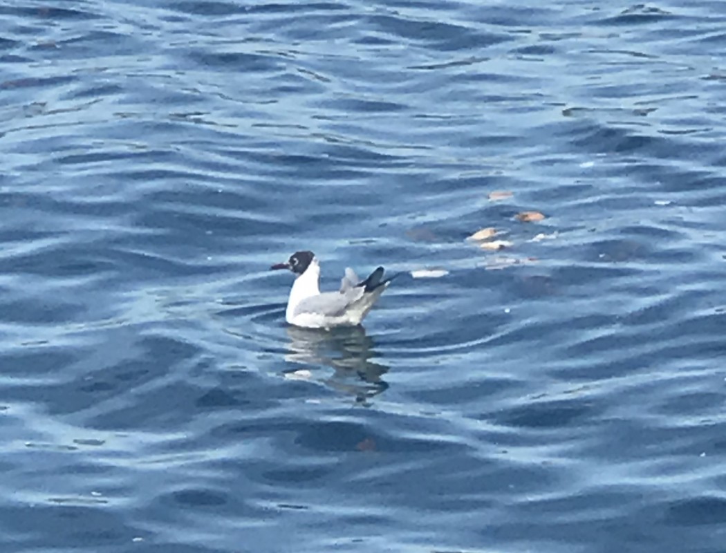Black-headed Gull