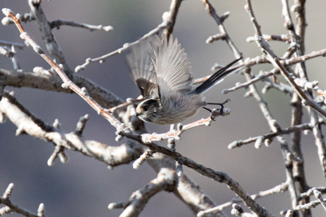 Long-tailed Tit