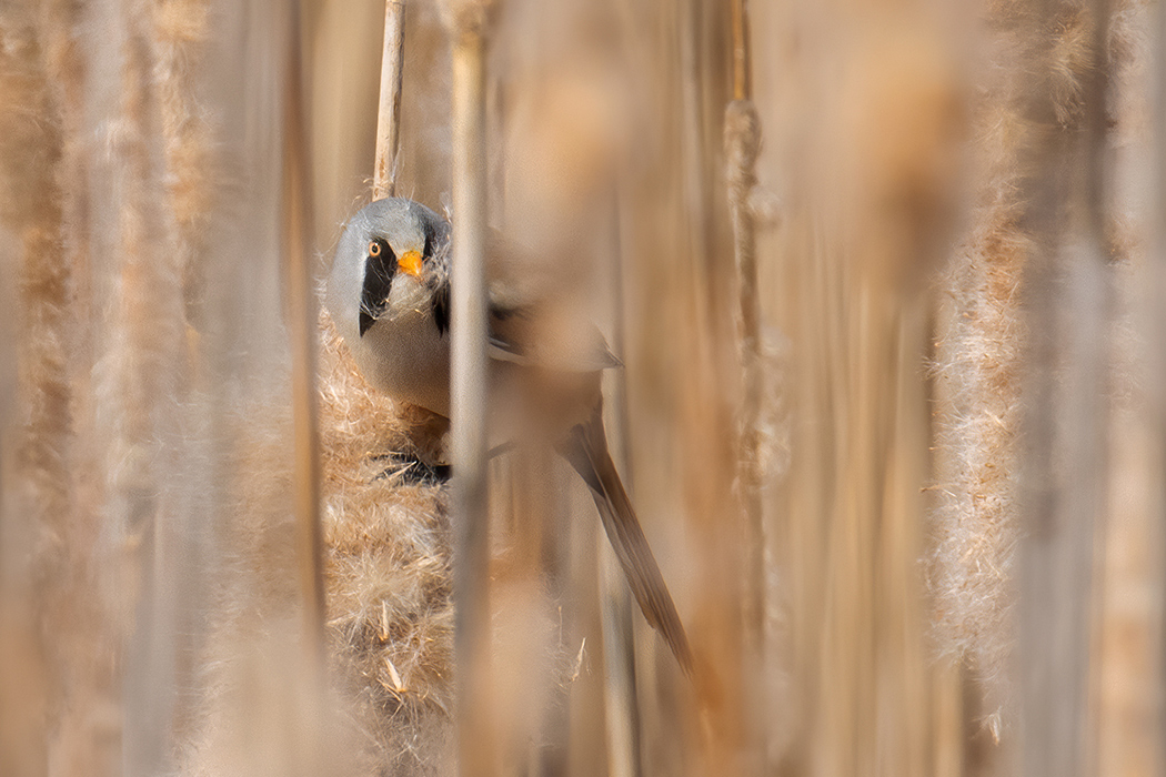 Bearded Reedling