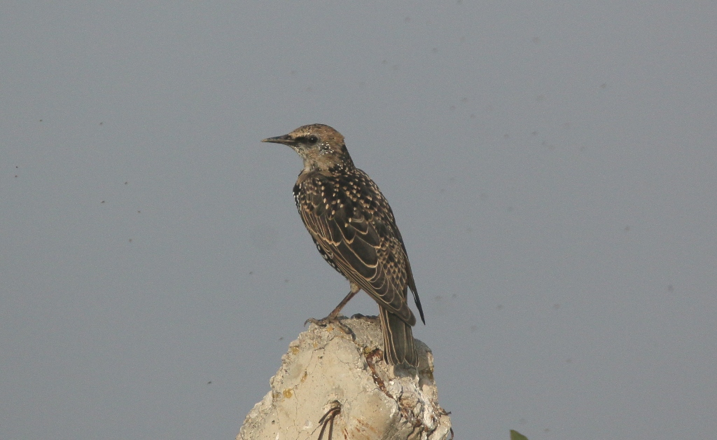 Common Starling