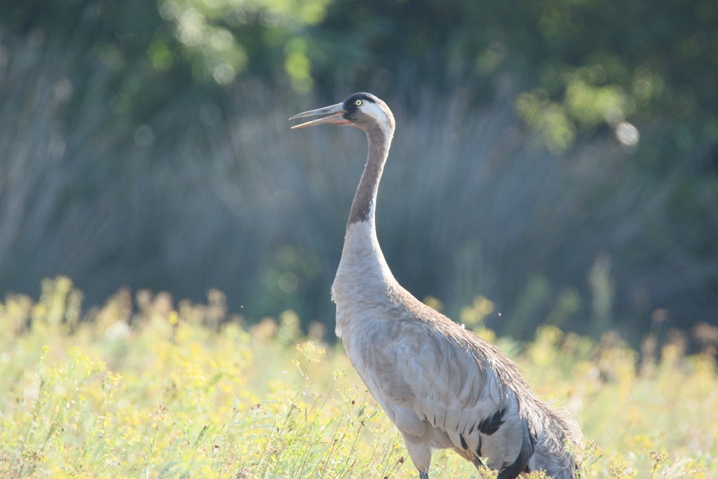 Common Crane