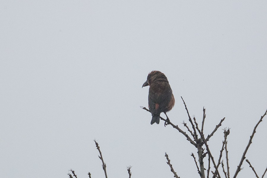 Red Crossbill
