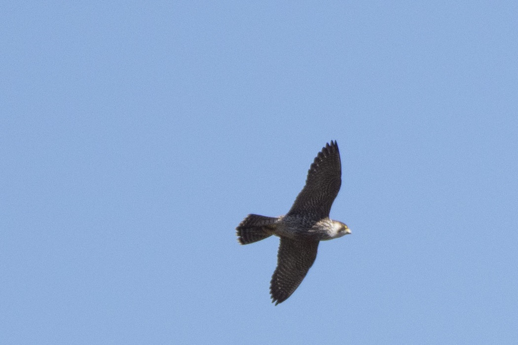 Peregrine Falcon
