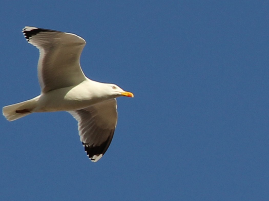 Yellow-legged Gull