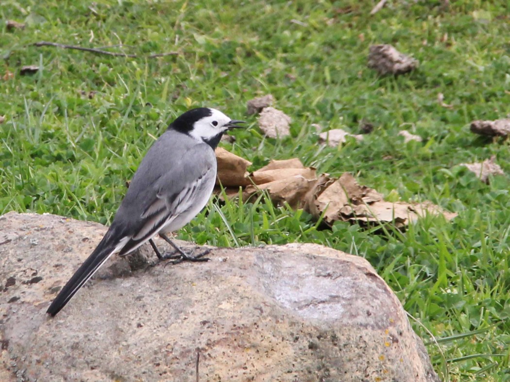 White Wagtail