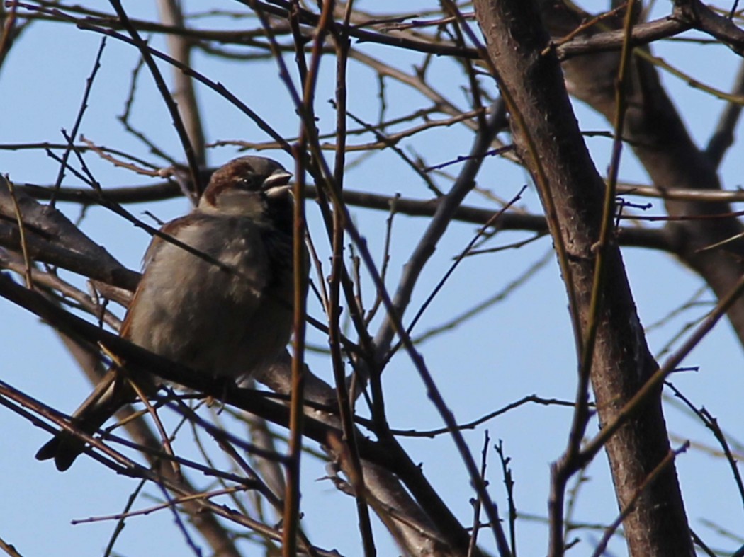House Sparrow