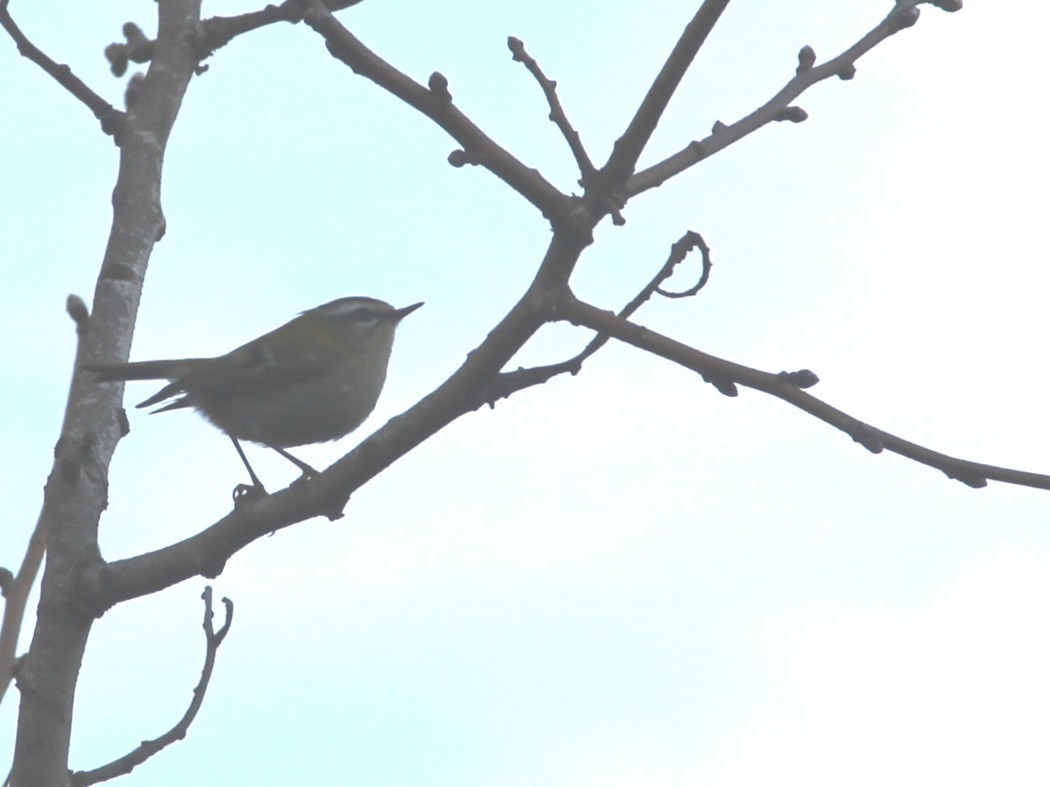 Common Firecrest