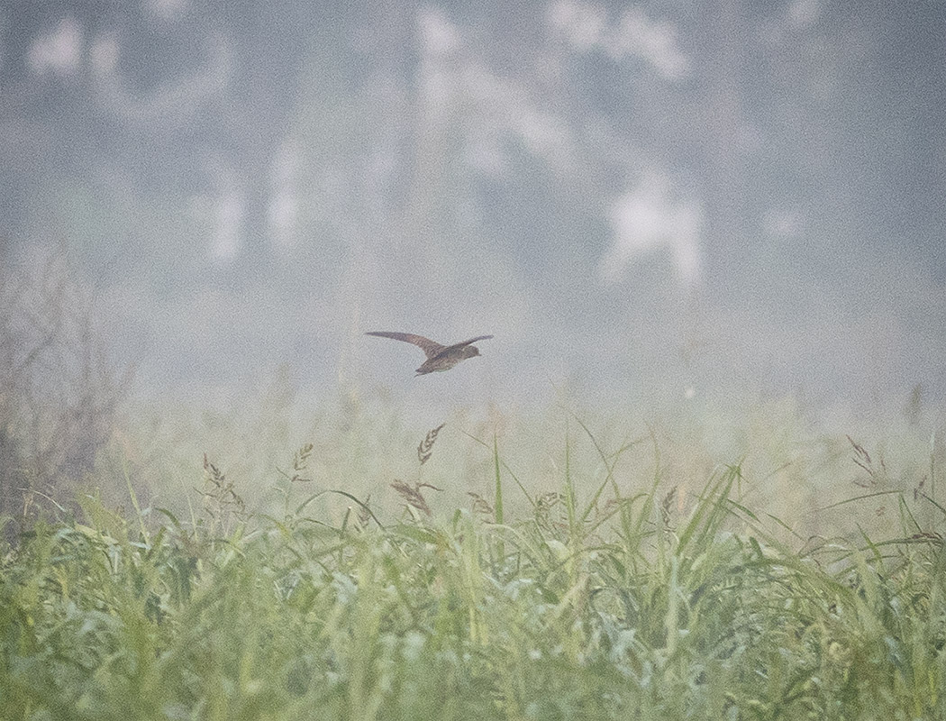 Corn Crake
