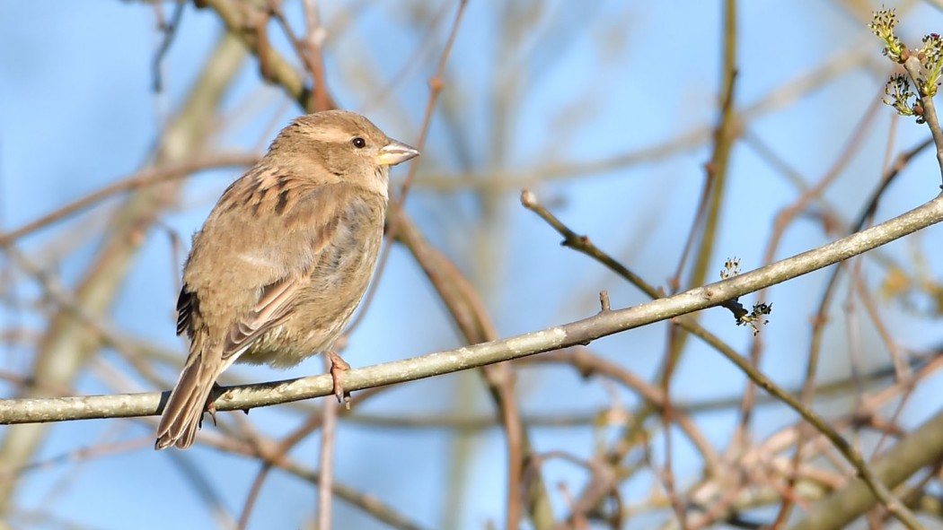 House Sparrow