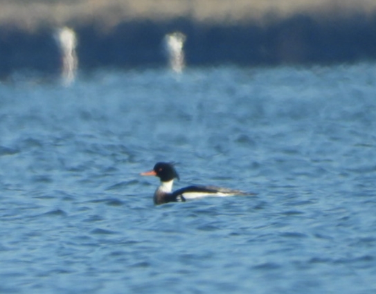 Red-breasted Merganser
